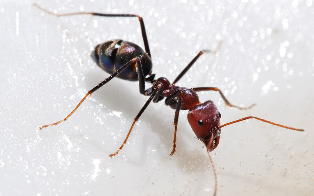 اكتشاف وكر نمل في قرية كبرات قضاء صيدا يضم ملايين النمل أطول من 5 سم وهي مسمة