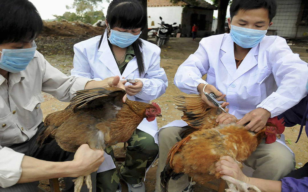 الحكومة البريطانية تعلن اكتشاف بؤرة لإنفلونزا الطيور