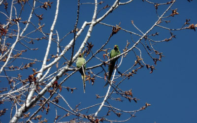 طيور الببغاء في حدائق جديدة مرجعيون والبلدية ناشدت تجنب اصطيادها