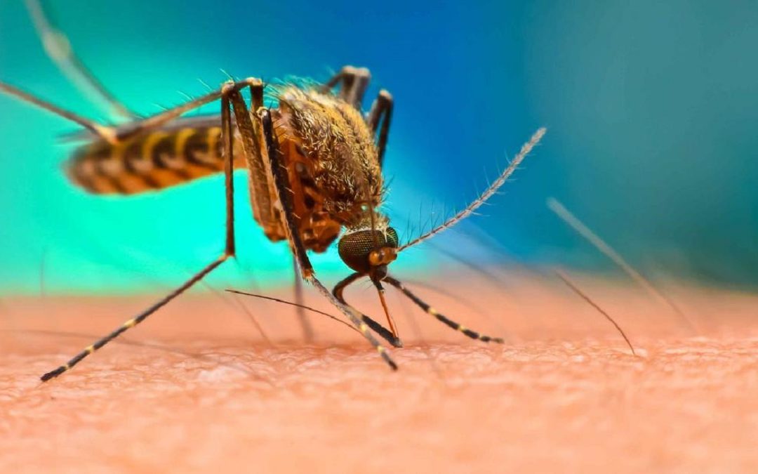 الصحة العالمية: الصين قضت على الملاريا بعد مكافحة استمرت 70 عاما