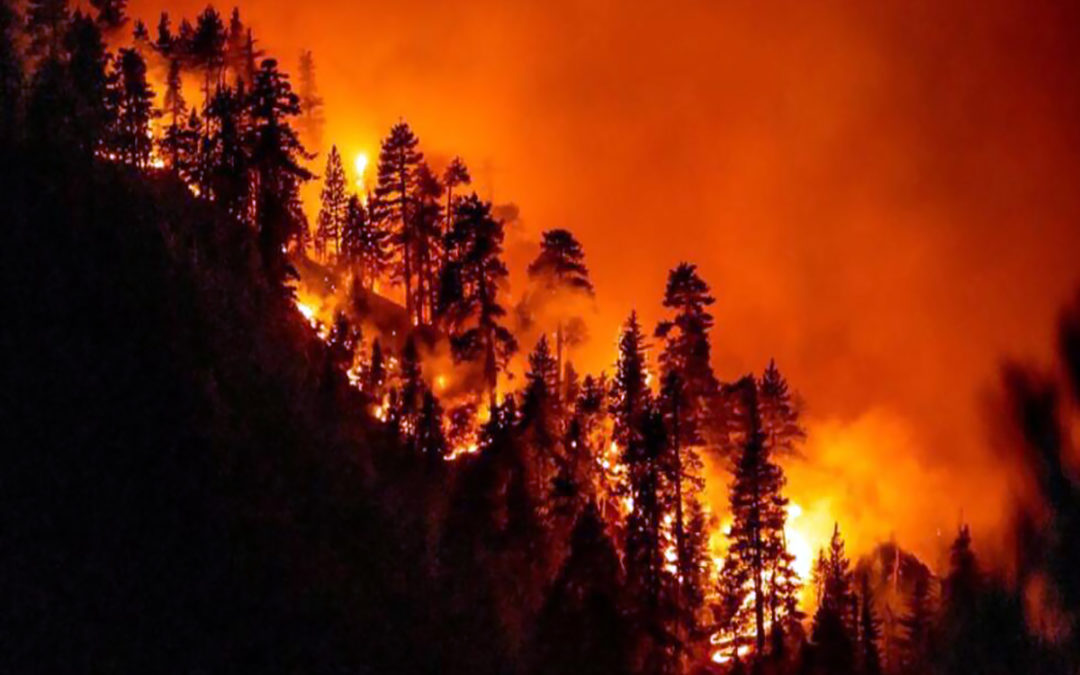 البيئة: ارتفاع خطر اندلاع حرائق الغابات