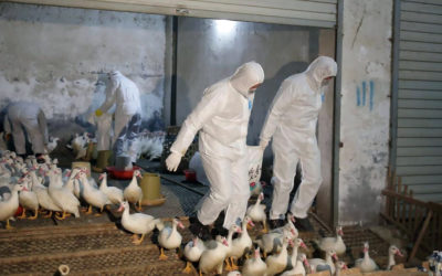 السلطات الألمانية أعلنت تسجيل حالة تفش جديدة لإنفلونزا الطيور في مزرعة
