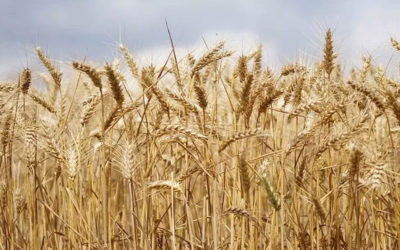 وزير الزراعة: خطة انتاج القمح ستطرح كاملة بجلسة الحكومة غدًا ويجب التفاوض مع سوريا بالمباشر