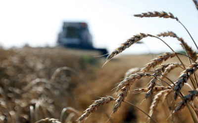 مؤسسة الابحاث العلمية الزراعية تطلق صنفاً جديداً من القمح