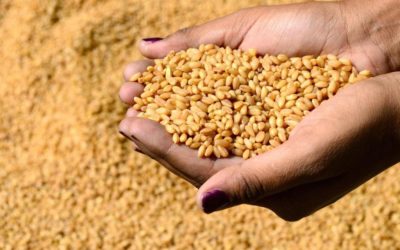 وزارة الزراعة تبدأ حملة للتشجيع على زراعة القمح الطري والصلب