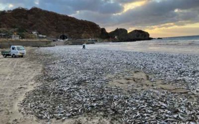 نفوق أعداد كبيرة من الأسماك على شاطئ مدينة هوكايدو اليابانية في ظاهرة نادرة