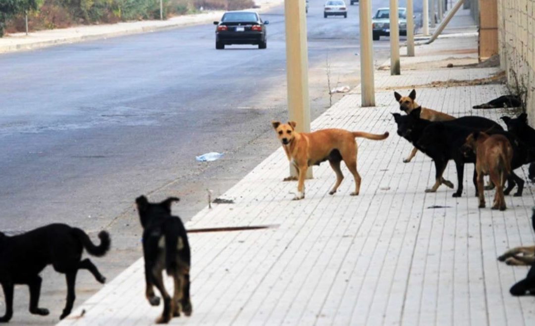 عودة الكَلَب: اللقاحات مؤمّنة والمطلوب إحياء خطة مكافحة الكلاب الشاردة