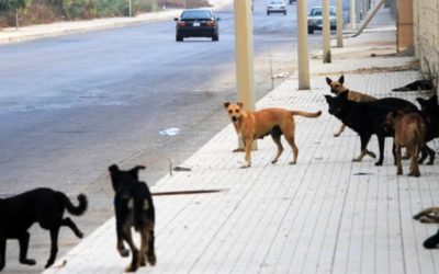 عودة الكَلَب: اللقاحات مؤمّنة والمطلوب إحياء خطة مكافحة الكلاب الشاردة