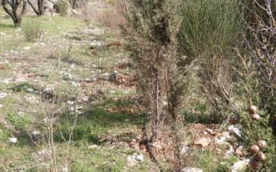“وفا”: مستعمرون يكسرون أشجار زيتون ويسرقون معدات زراعية في عطارة شمال غرب رام الله