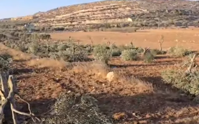 “وفا”: مستعمرون يقطعون نحو 120 شجرة زيتون بين قريتي المغير وأبو فلاح شمال شرق رام الله