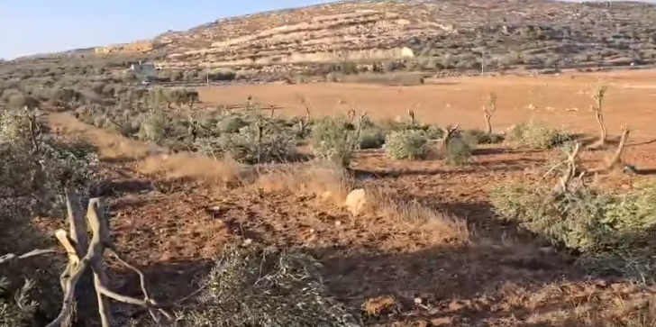 “وفا”: مستعمرون يقطعون نحو 120 شجرة زيتون بين قريتي المغير وأبو فلاح شمال شرق رام الله